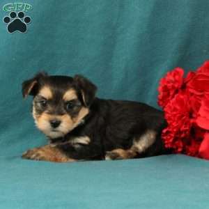 Xaiver, Morkie / Yorktese Puppy